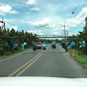 Costa Rica Bananas crossing