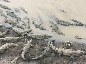Rio Tarcoles Crocodiles