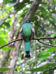 Corcovado national park bird