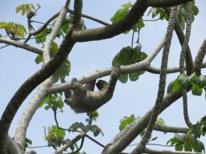 Costa Rica Sloth